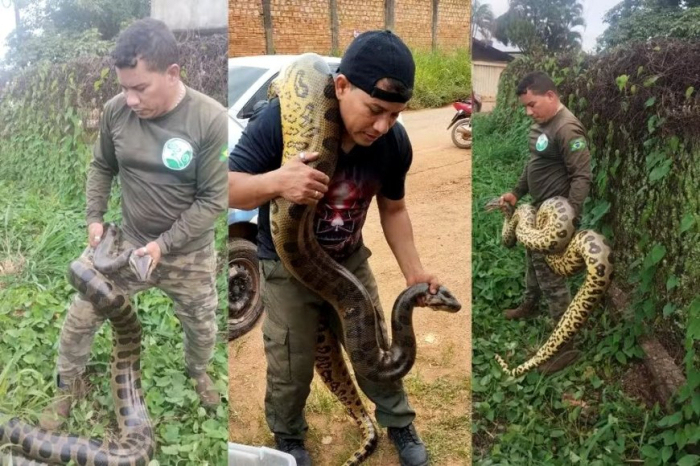 Cobra de 4 metros é resgatada por biólogo em Porto Velho